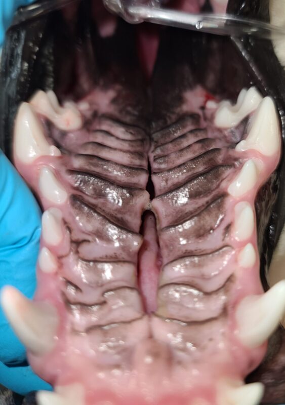 Mainely Veterinary Dentistry Cleft Palate