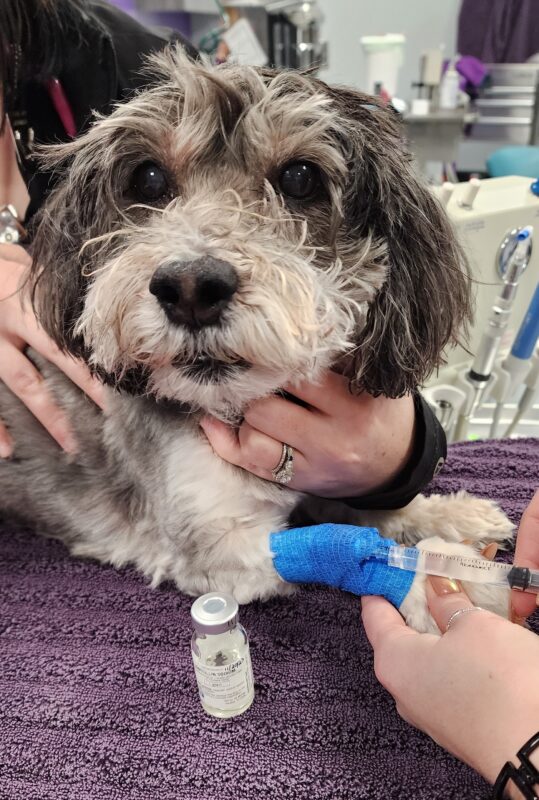 Appropriate antibiotic use in veterinary dentistry Mainely Veterinary Dentistry